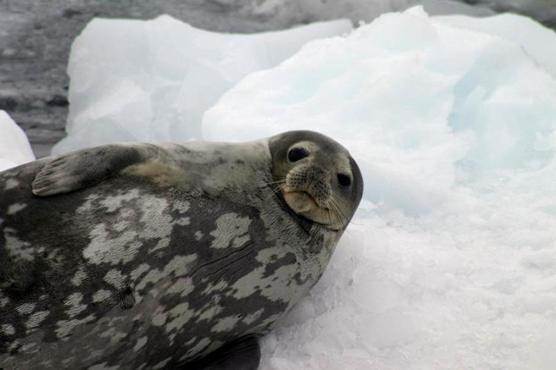 IMG_3012 A Wedell seal.  One of the few non-penguin animals we saw.