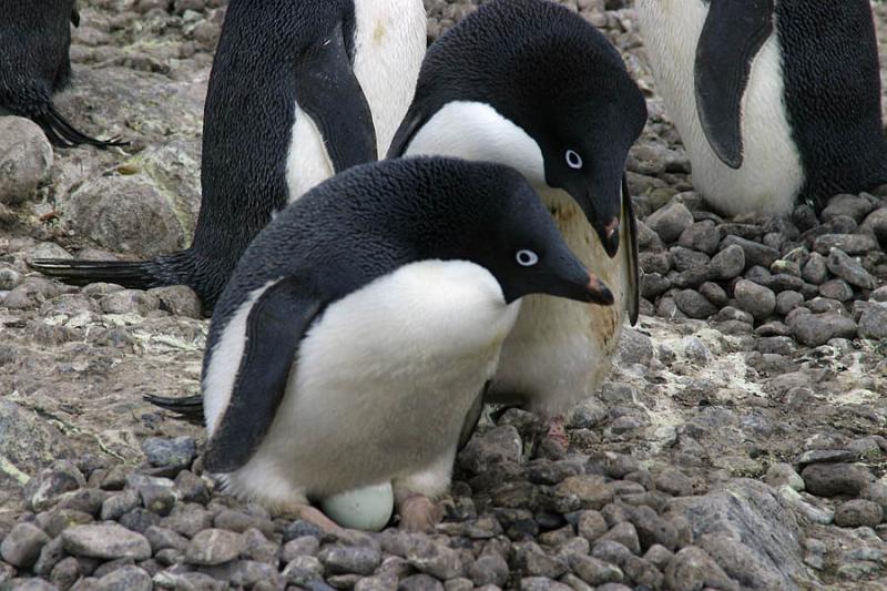 IMG_3016 Adelie penguins tending their egg.