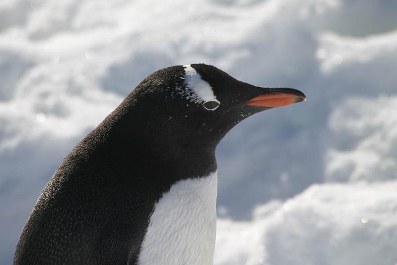 IMG_3224 Closeup of a Gentoo.