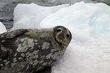 IMG_3012 A Wedell seal.  One of the few non-penguin animals we saw.