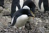 IMG_3016 Adelie penguins tending their egg.