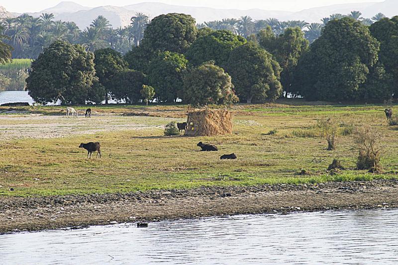 IMG_1975 The Nile riverbanks are very fertile.