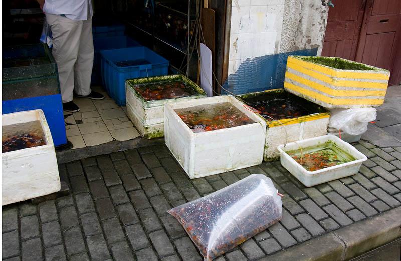GVAA_196.jpg