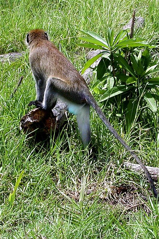 DSCN2046 Bill's favorite!  A blue-balled monkey.  Can you tell how he got his name?