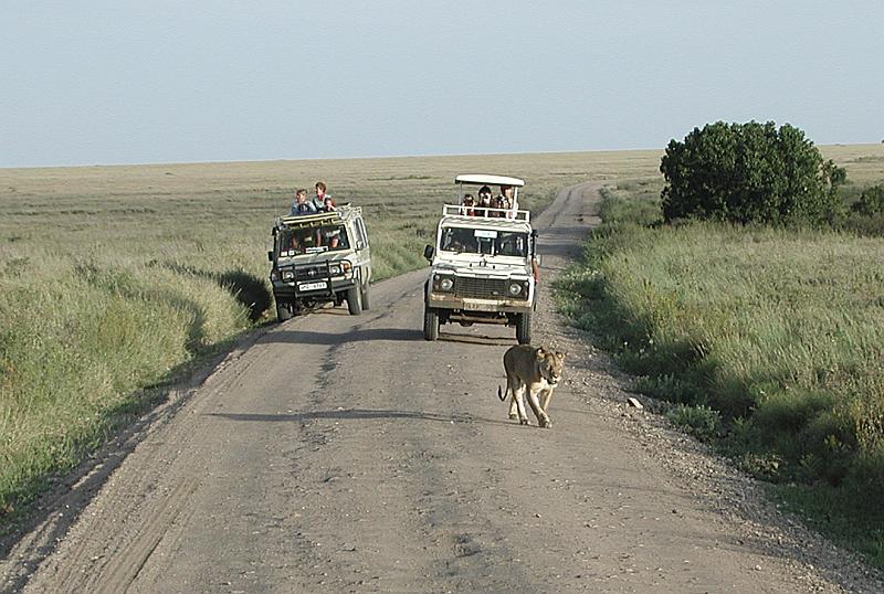 DSCN2115 Lions have the right of way.
