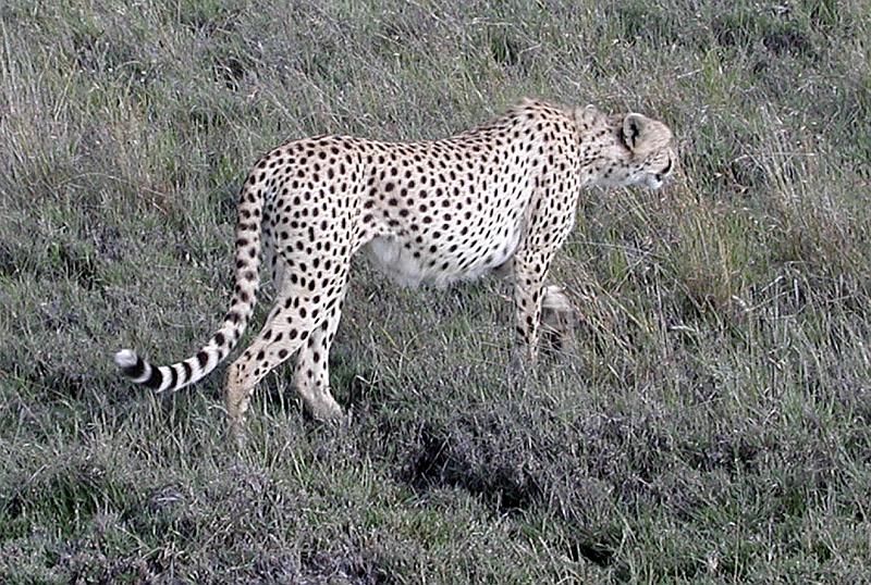 DSCN2129 A mother cheetah on the prowl.