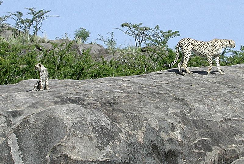 DSCN2134 A mother cheetah with one of her cubs.