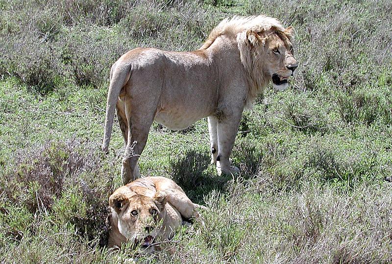 DSCN2166 A pair of lions.  They just finished mating.