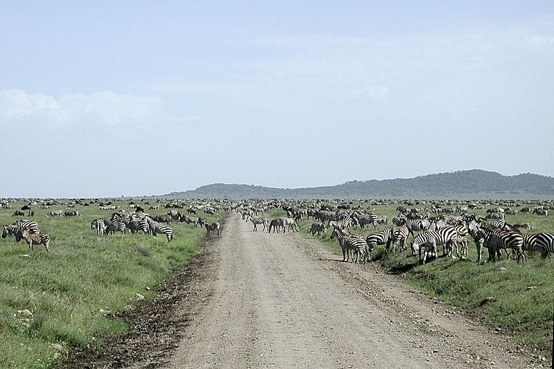 DSCN2197 Just a small part of the massive herds of zebras and wildebeests.