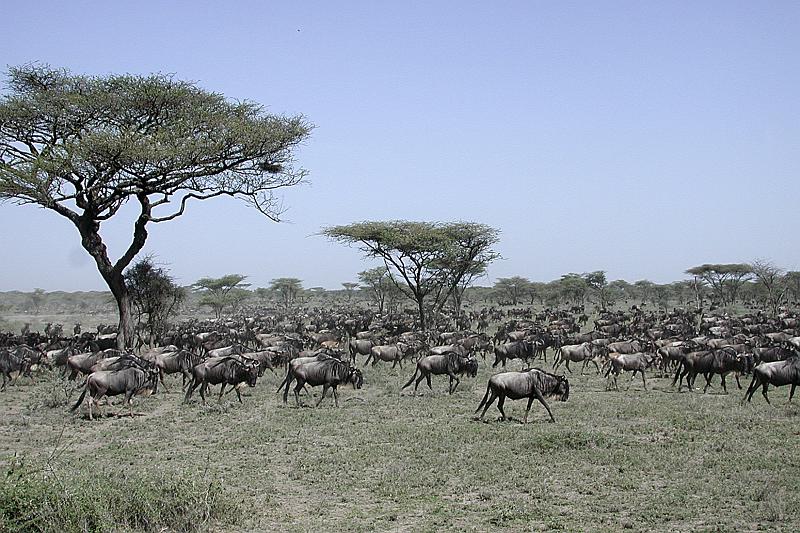 DSCN2208 More of the incredible herds.
