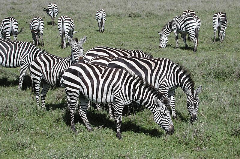 DSCN2254 We were always close to some zebras.