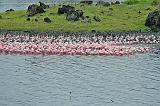 DSCN1907 Adele said the flamingos 