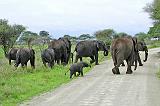 DSCN1979 Our first elephant herd.  They came walking past while we were at breakfast.