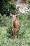 DSCN1986 An impala posing for us.  The guides dubbed him a 