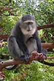 DSCN2014 A monkey watching us watching him.