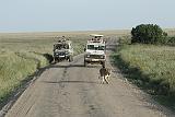 DSCN2115 Lions have the right of way.