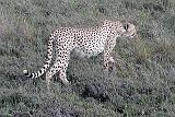 DSCN2129 A mother cheetah on the prowl.