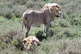 DSCN2166 A pair of lions.  They just finished mating.