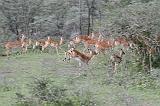 DSCN2181 Impalas doing their ballet.
