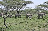 DSCN2214 Some elephants wandering through the Serengeti.  These guys walk 20-30 miles every day.