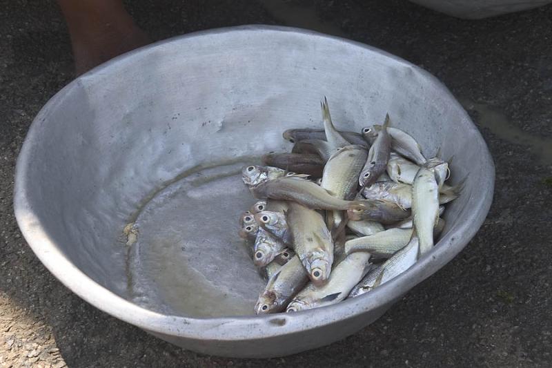 CRW_4501 Oct. 28, 2006 - Lome, Togo.  Fish for sale!