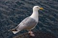 VV070_Alesund_062