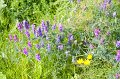 VV190_Newfoundland_038